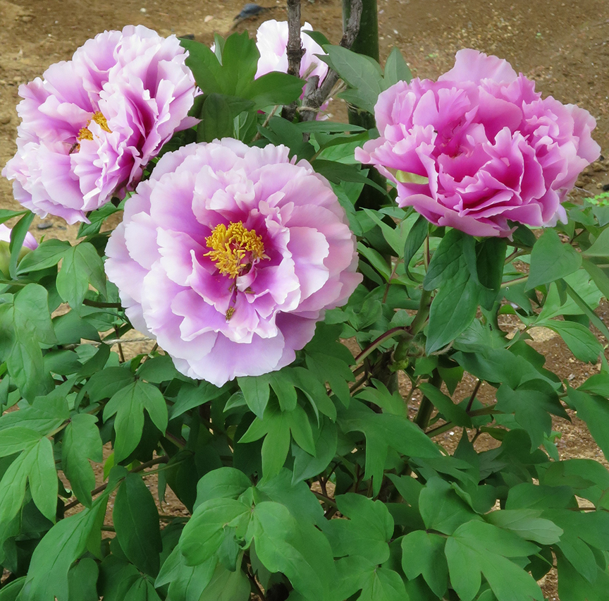 Don't miss the peonies as big as dinner plates, blooming from mid-late April! Each plant gets its own red parasol, to shade it from the sun.