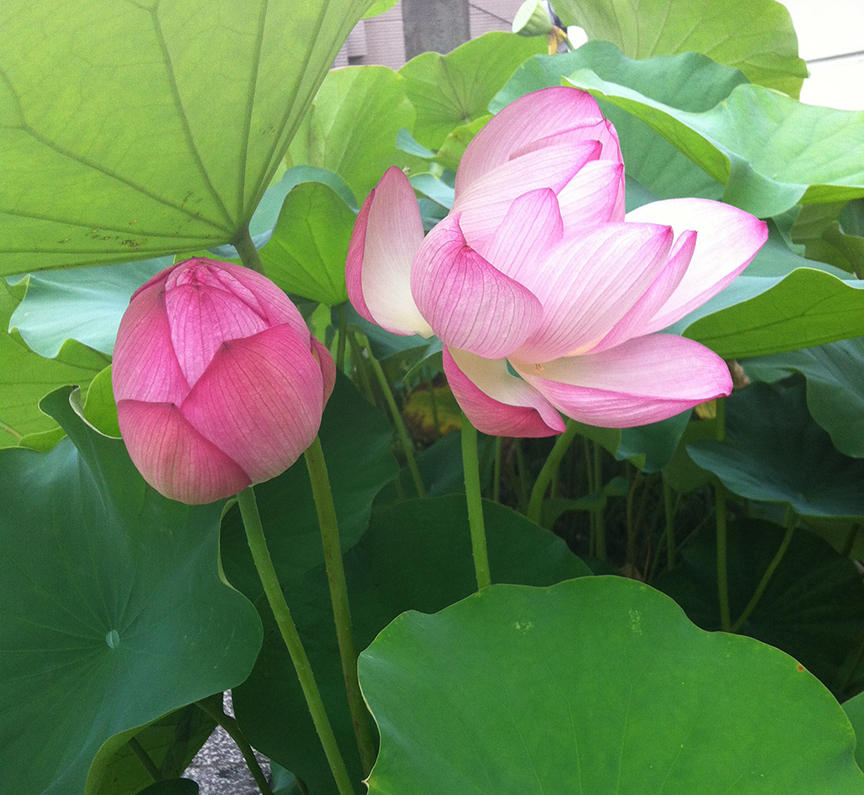On one side of the ceremonial bridge they bloom red, on the other side, white. The red and white stand for the two warring families that had finally been united under the shogun: the Genji and the Heike (or, as they're known through kabuki plays, the Minamoto and the Taira clans.)