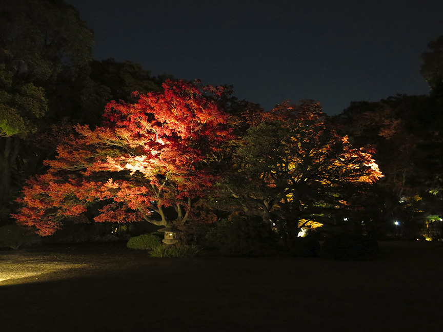 The trees are lit up with spotlights so people can enjoy them after dark.