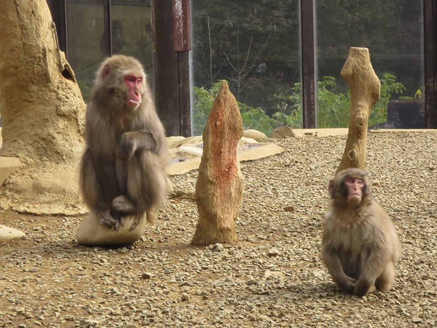 There's a nice monkey park at the top.