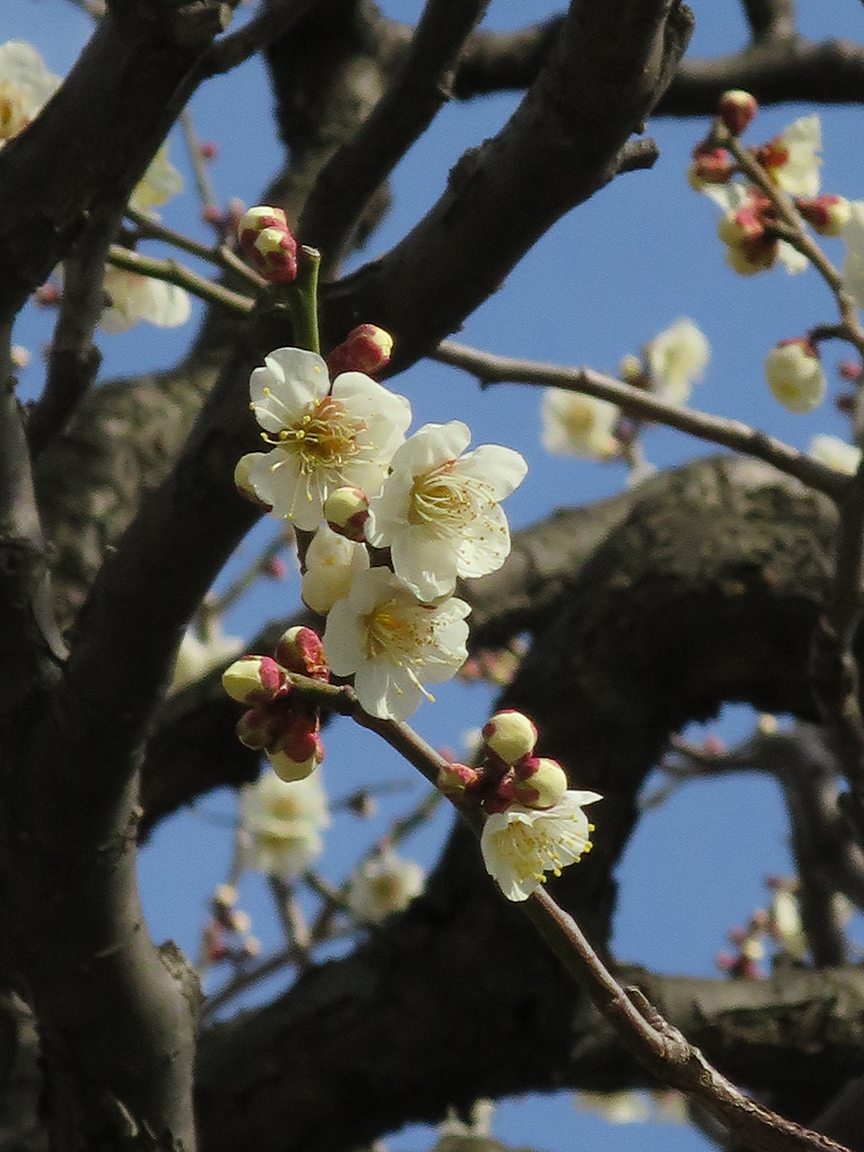 The temple also has a great display of plum blossoms in late Feb.