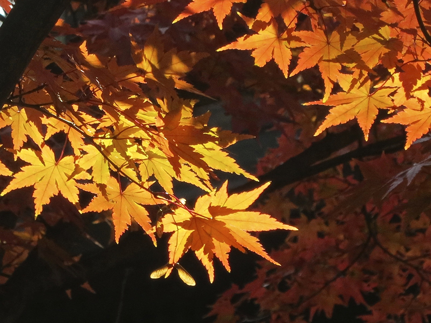 This is one of the best (and earliest) places to see fall leaves in Tokyo.