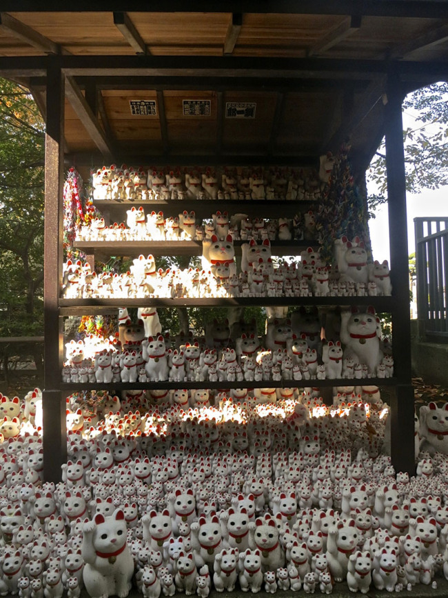 Cats, cats, and more cats! Racks and racks of cats!