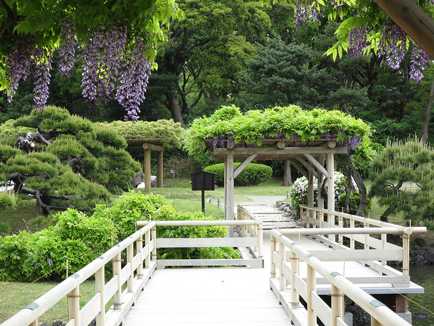 Wisteria blooms in late April to early May.
