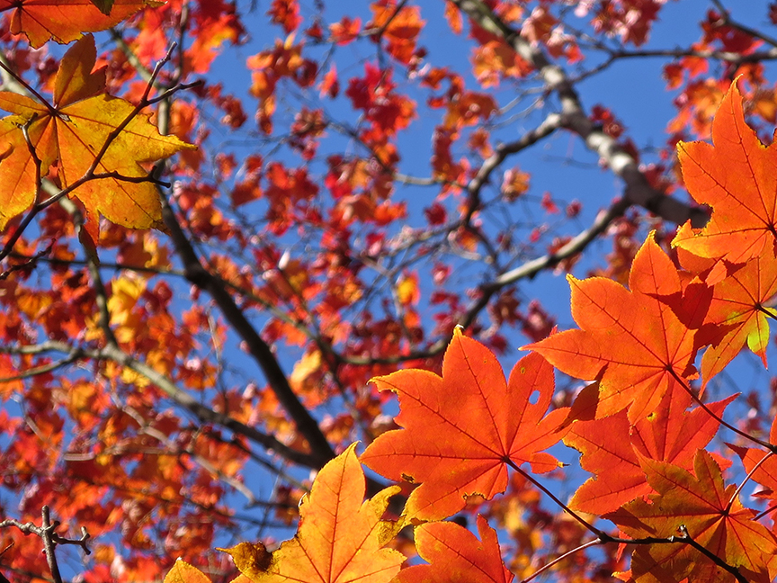 I think that the Japanese garden at Showa Kinen is the best place in Tokyo to see Japanese maples bursting with brilliant autumn leaves.