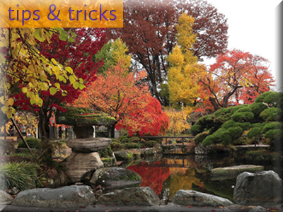 Hacking Leaf Season: Beat the crowds & duck those peak&nbsp;prices