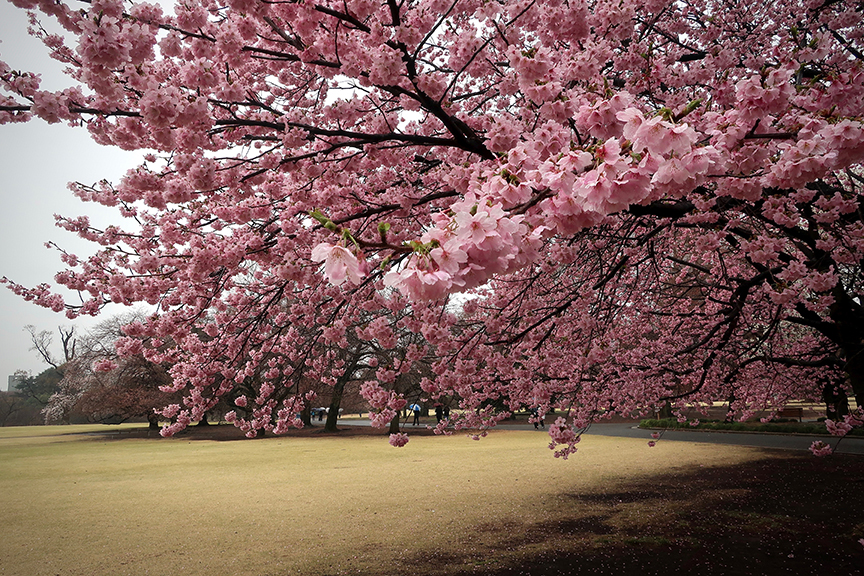 Kanzakura early blooming cherry trees in full bloom at Shinjuku Gyoen