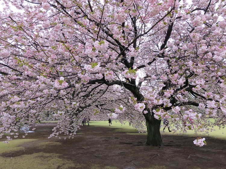 Cherry blossoms in Shinjuku Gyoen