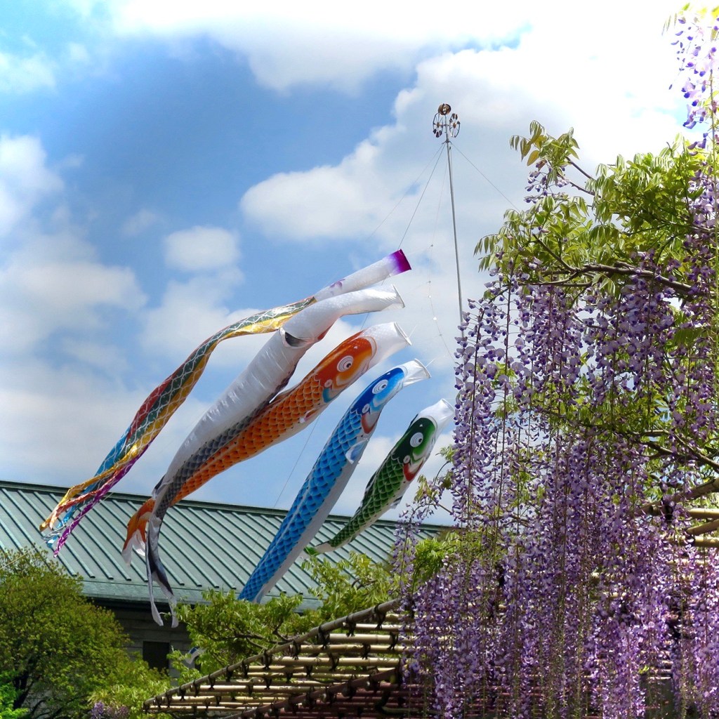 Koi nobori fish flags flying at Nishiarai-daishi temple