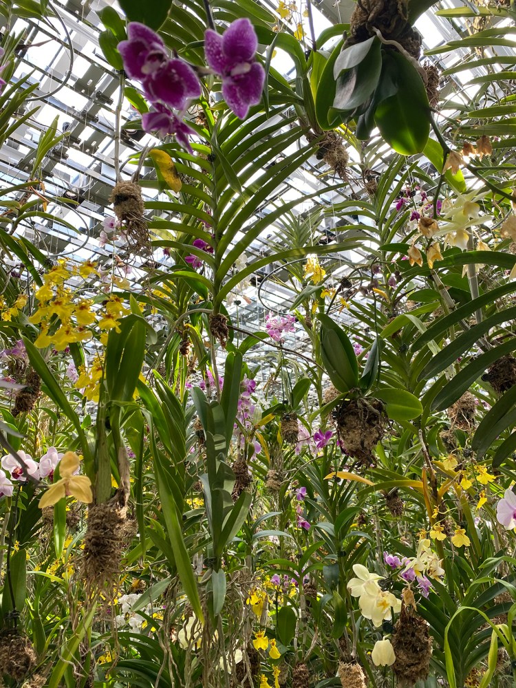 TeamLab Planets hanging orchid garden