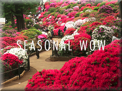 Flower extravaganzas of Japan: Way beyond cherry&nbsp;blossoms!