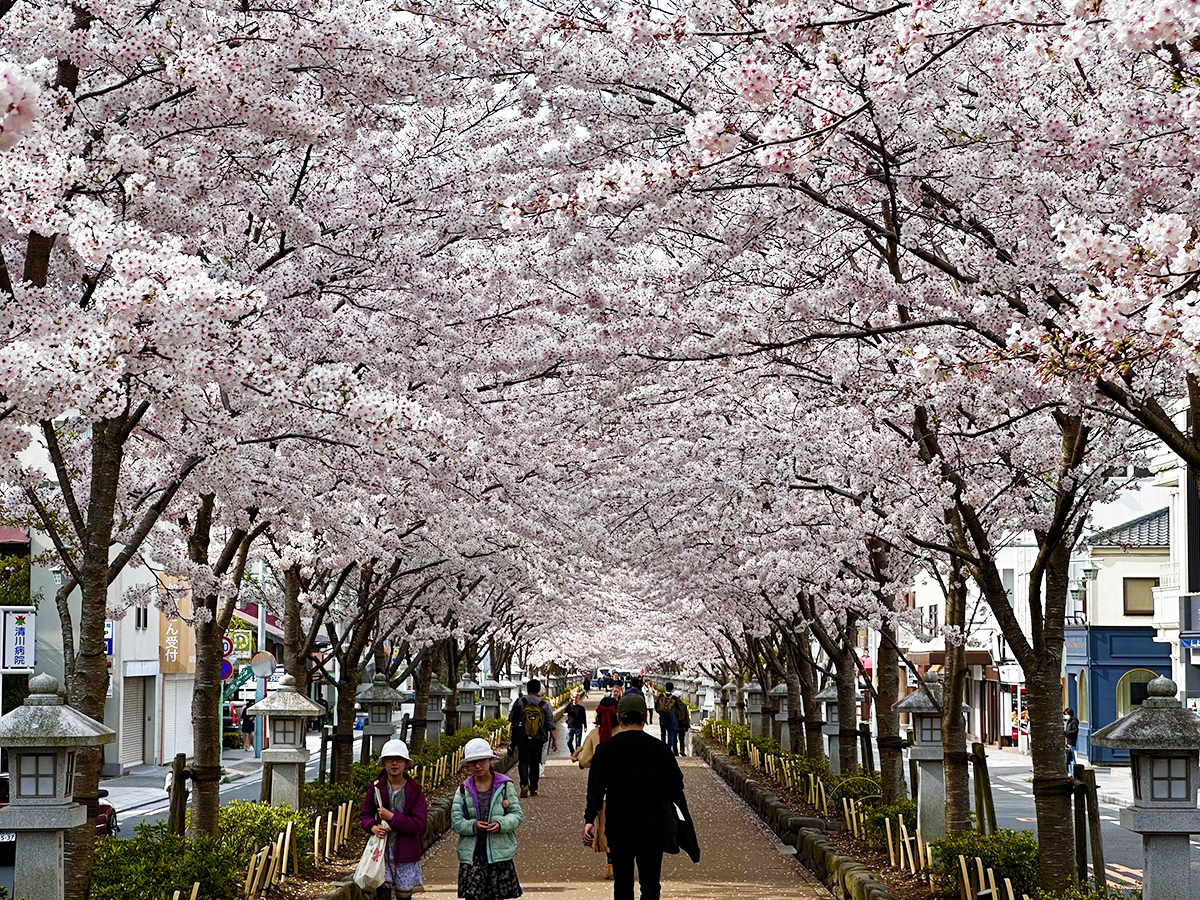 Bigtime cherry blossoms, small town crowds