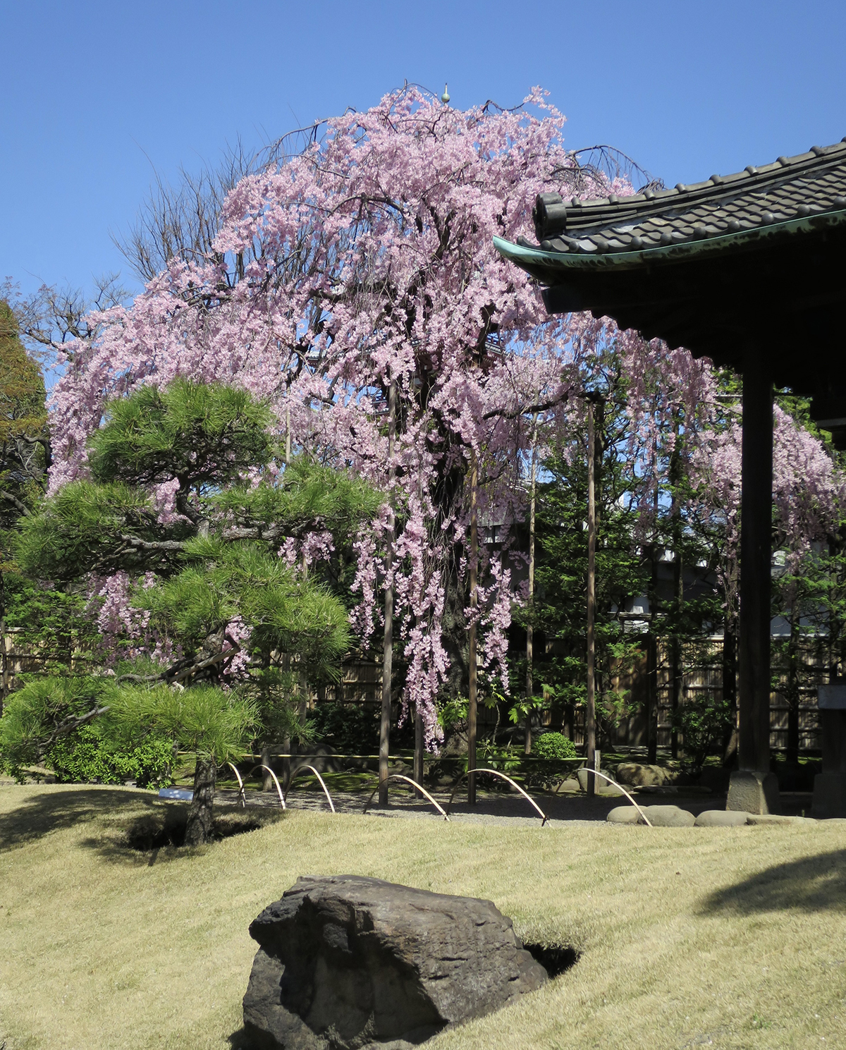 A Perfect Day for My Favorite Secret Cherry Blossom Spots