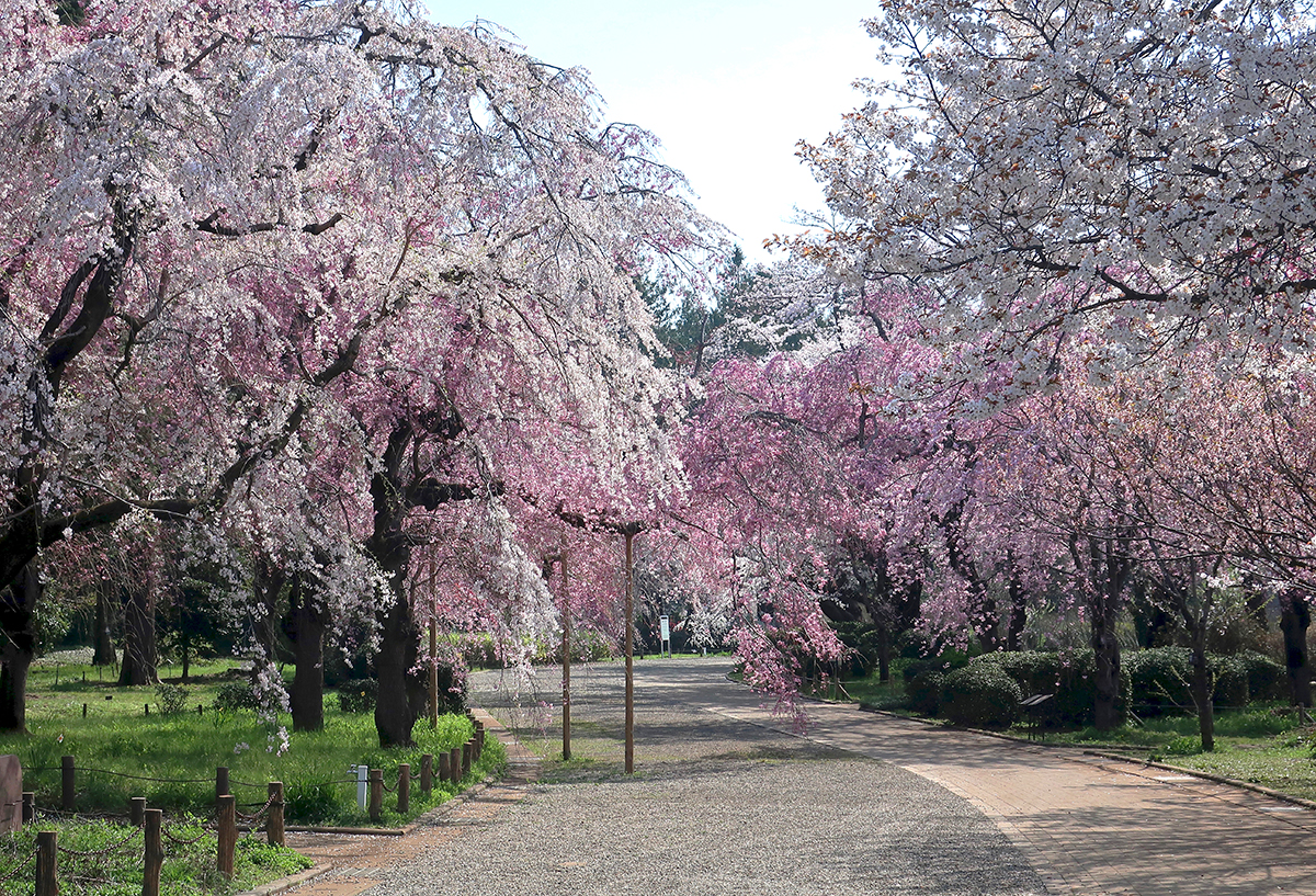 A Perfect Day for My Favorite Secret Cherry Blossom Spots