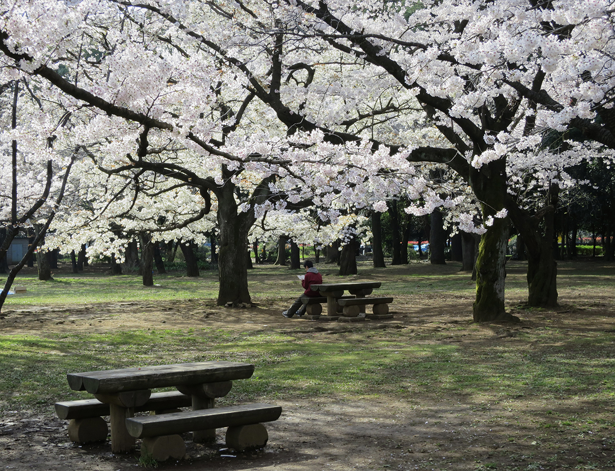Where to see the best cherry blossoms in Tokyo – Jonelle Patrick