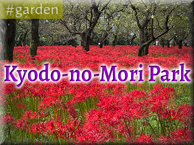 Kyodo-no-Mori Park